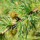 Larix