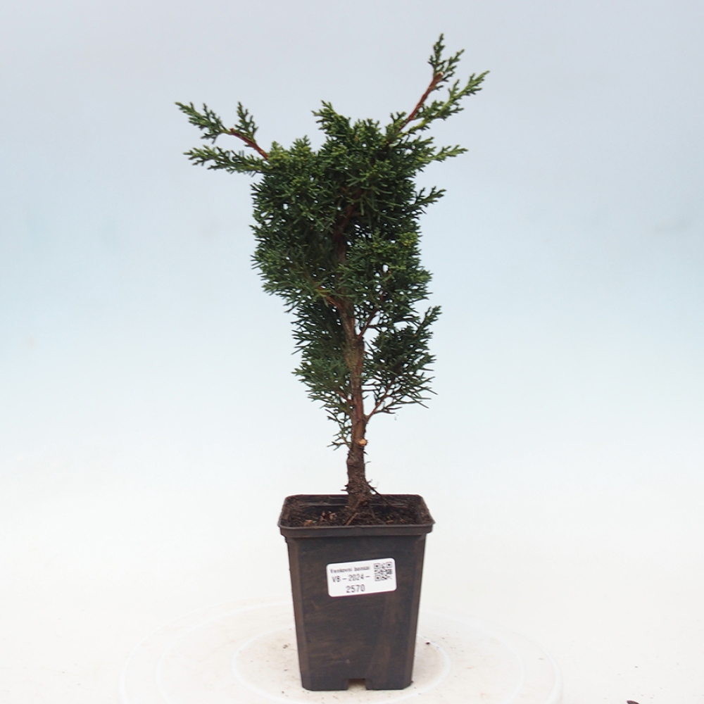 Vonkajšie bonsai - Juniperus chinensis Kishu -Jalovec čínsky