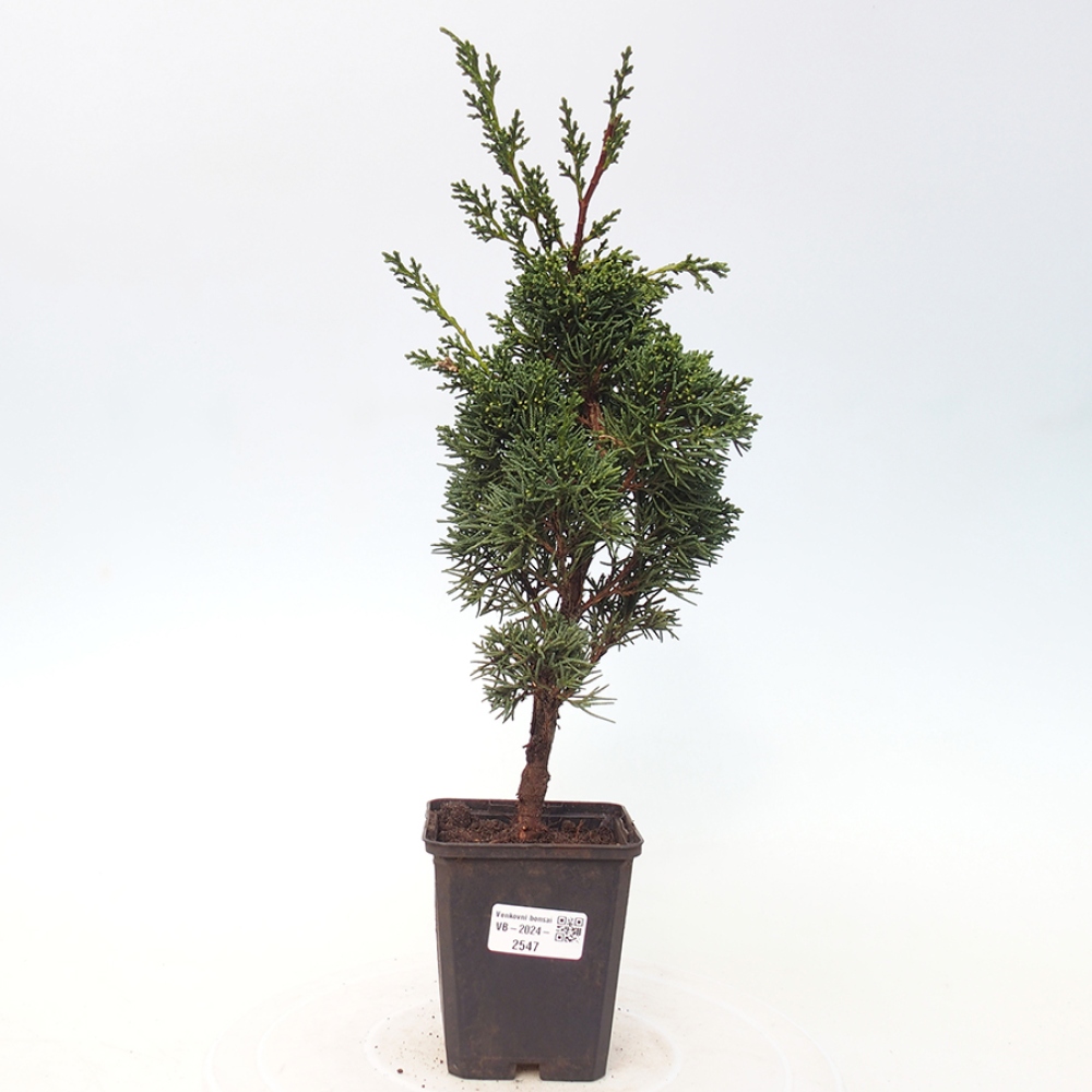 Vonkajšie bonsai - Juniperus chinensis Kishu -Jalovec čínsky