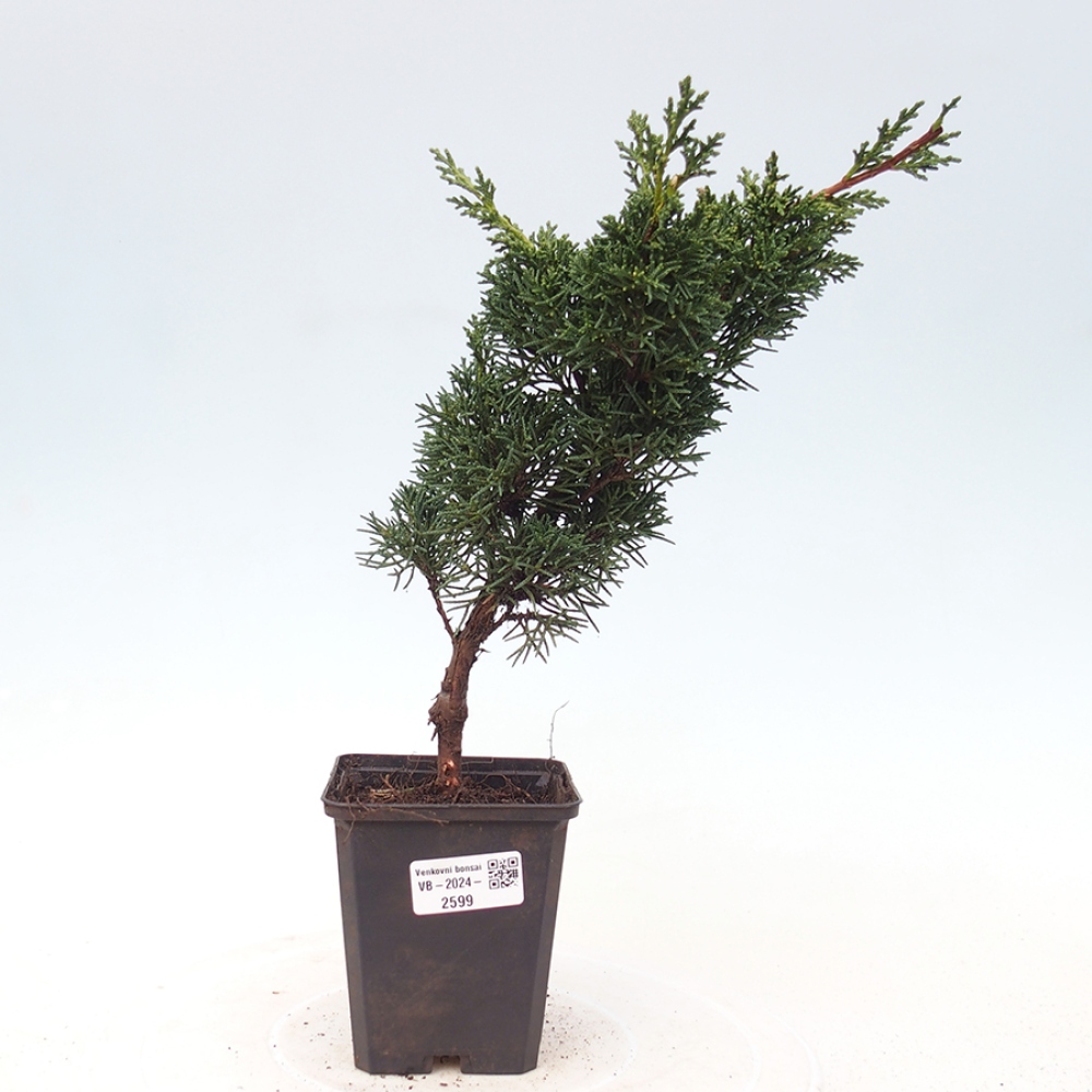 Vonkajšie bonsai - Juniperus chinensis Kishu -Jalovec čínsky