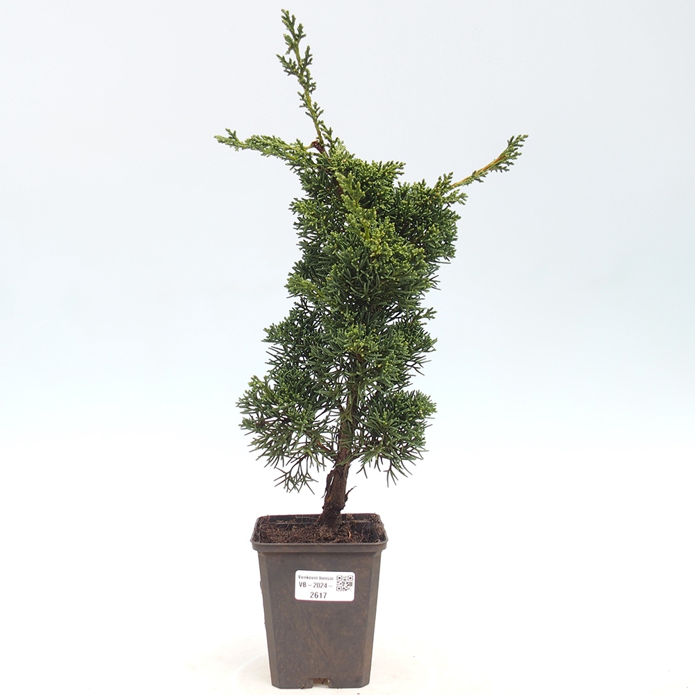 Vonkajšie bonsai - Juniperus chinensis Kishu -Jalovec čínsky