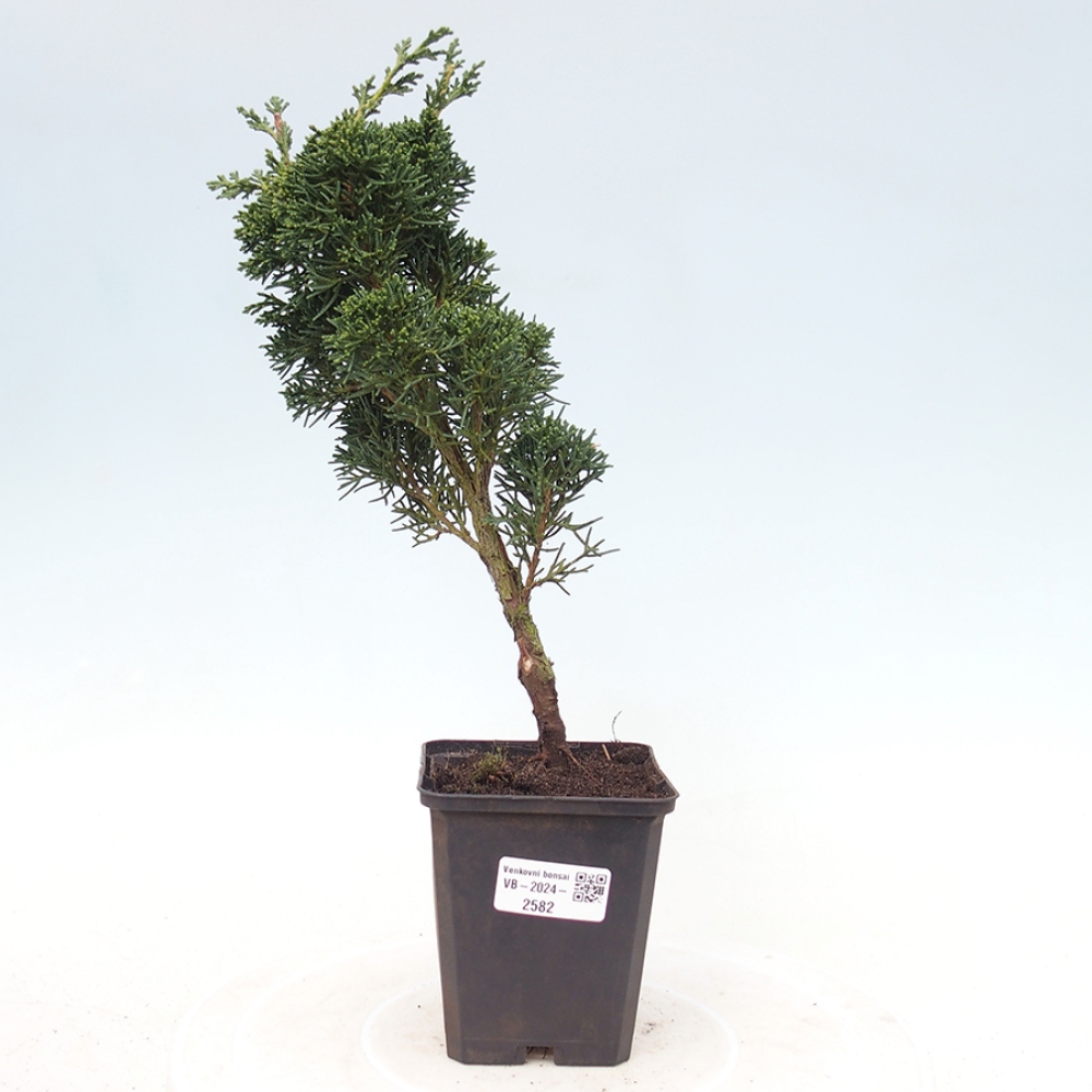 Vonkajšie bonsai - Juniperus chinensis Kishu -Jalovec čínsky