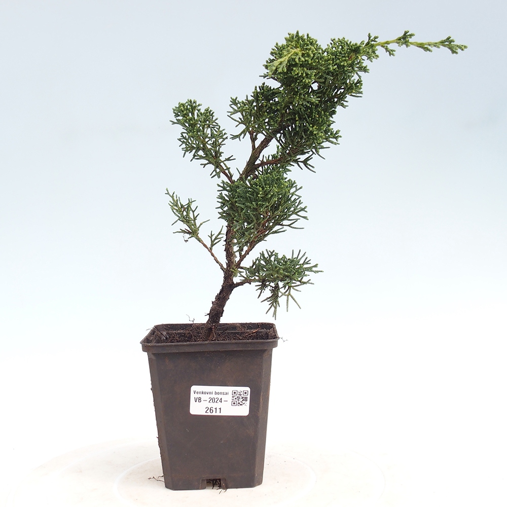 Vonkajšie bonsai - Juniperus chinensis Kishu -Jalovec čínsky