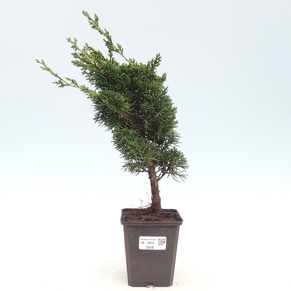 Vonkajšie bonsai - Juniperus chinensis Kishu -Jalovec čínsky