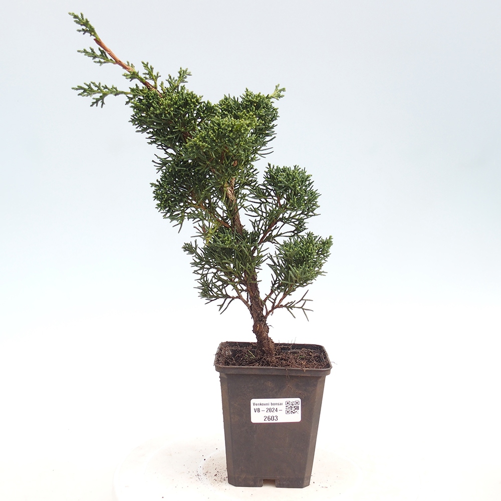 Vonkajšie bonsai - Juniperus chinensis Kishu -Jalovec čínsky