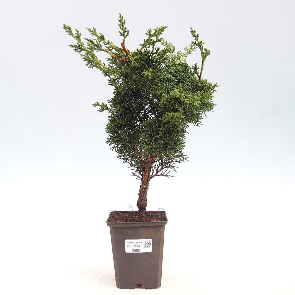 Vonkajšie bonsai - Juniperus chinensis Kishu -Jalovec čínsky