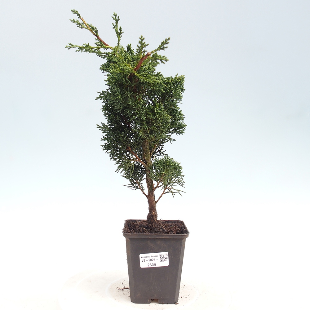 Vonkajšie bonsai - Juniperus chinensis Kishu -Jalovec čínsky