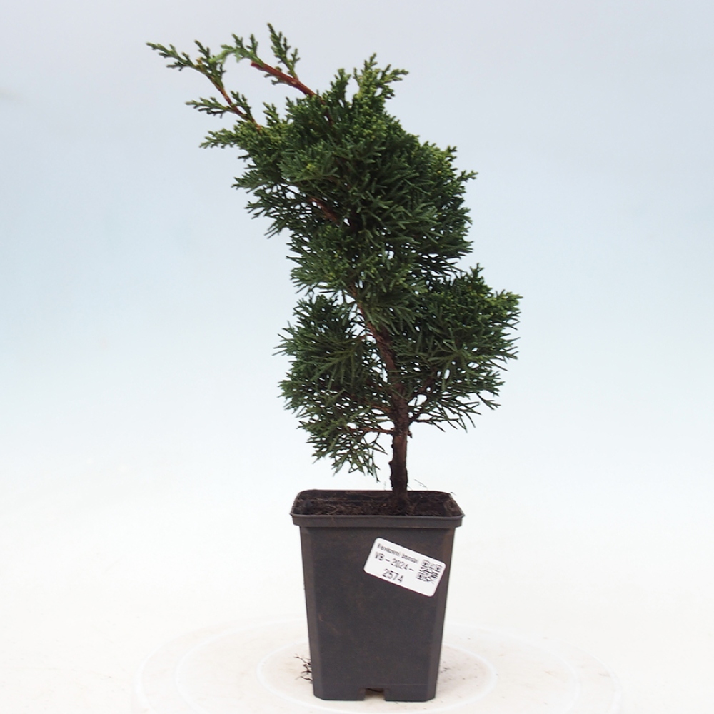 Vonkajšie bonsai - Juniperus chinensis Kishu -Jalovec čínsky