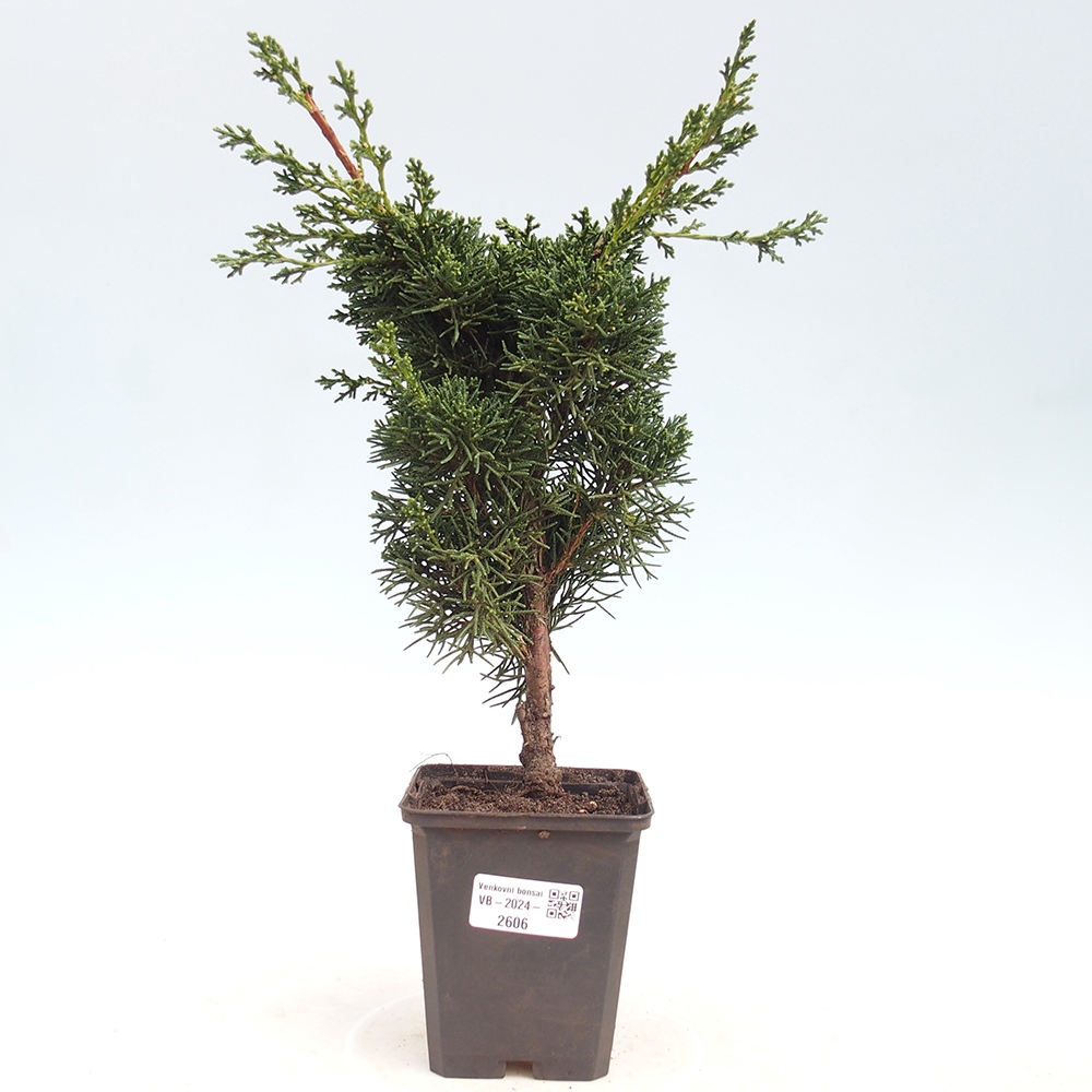 Vonkajšie bonsai - Juniperus chinensis Kishu -Jalovec čínsky