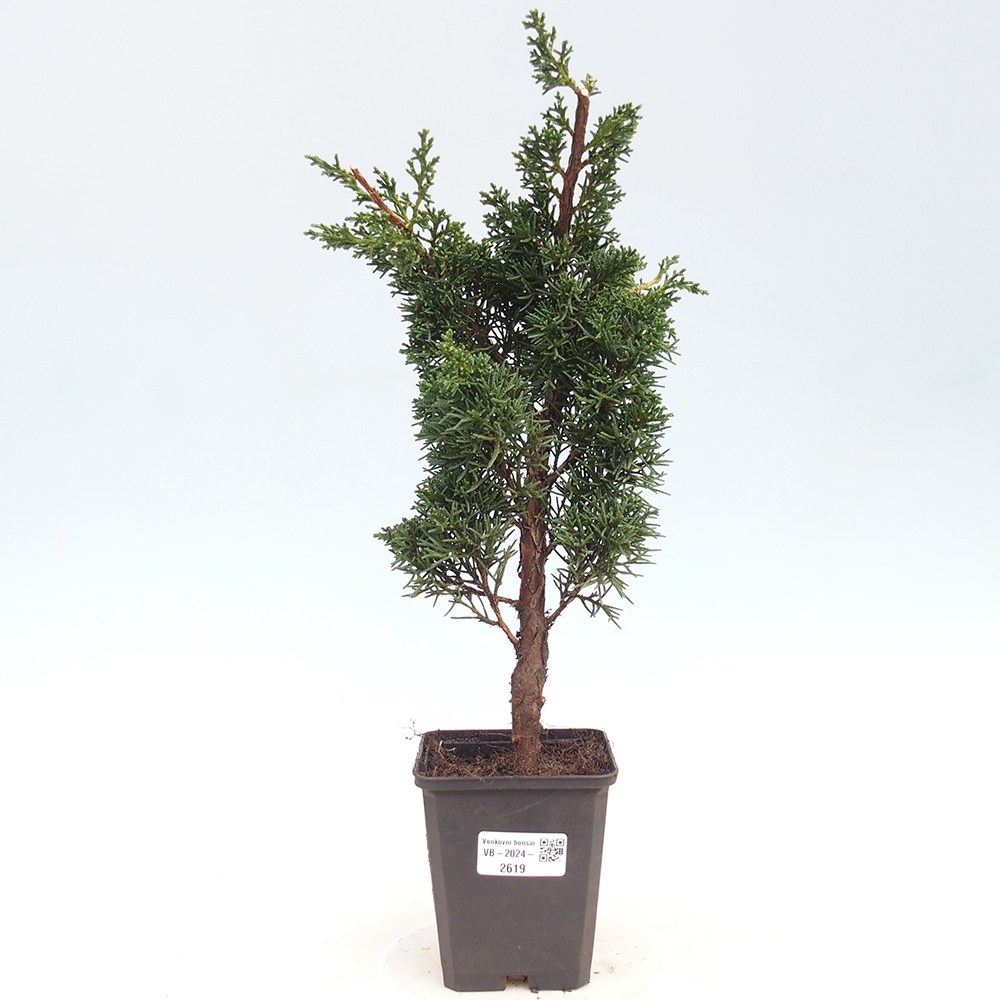 Vonkajšie bonsai - Juniperus chinensis Kishu -Jalovec čínsky