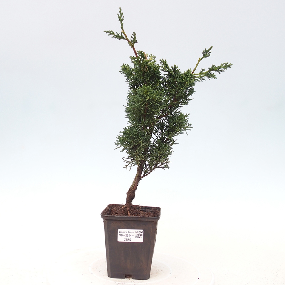 Vonkajšie bonsai - Juniperus chinensis Kishu -Jalovec čínsky