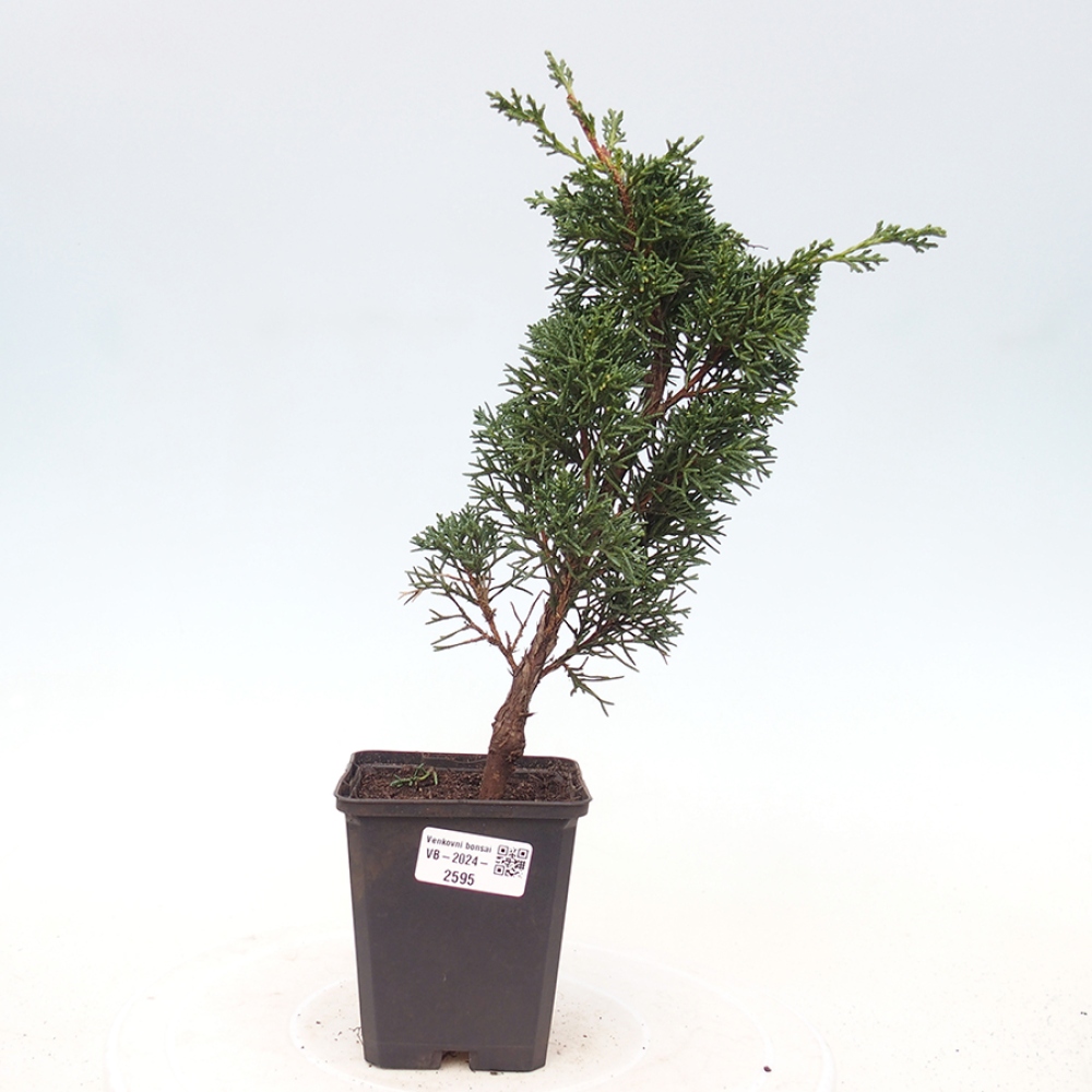 Vonkajšie bonsai - Juniperus chinensis Kishu -Jalovec čínsky