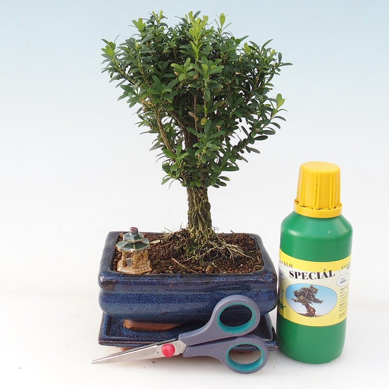 Bonsai darčeková sada pre chlapcov - Korkový buxus - Buxus harlandii