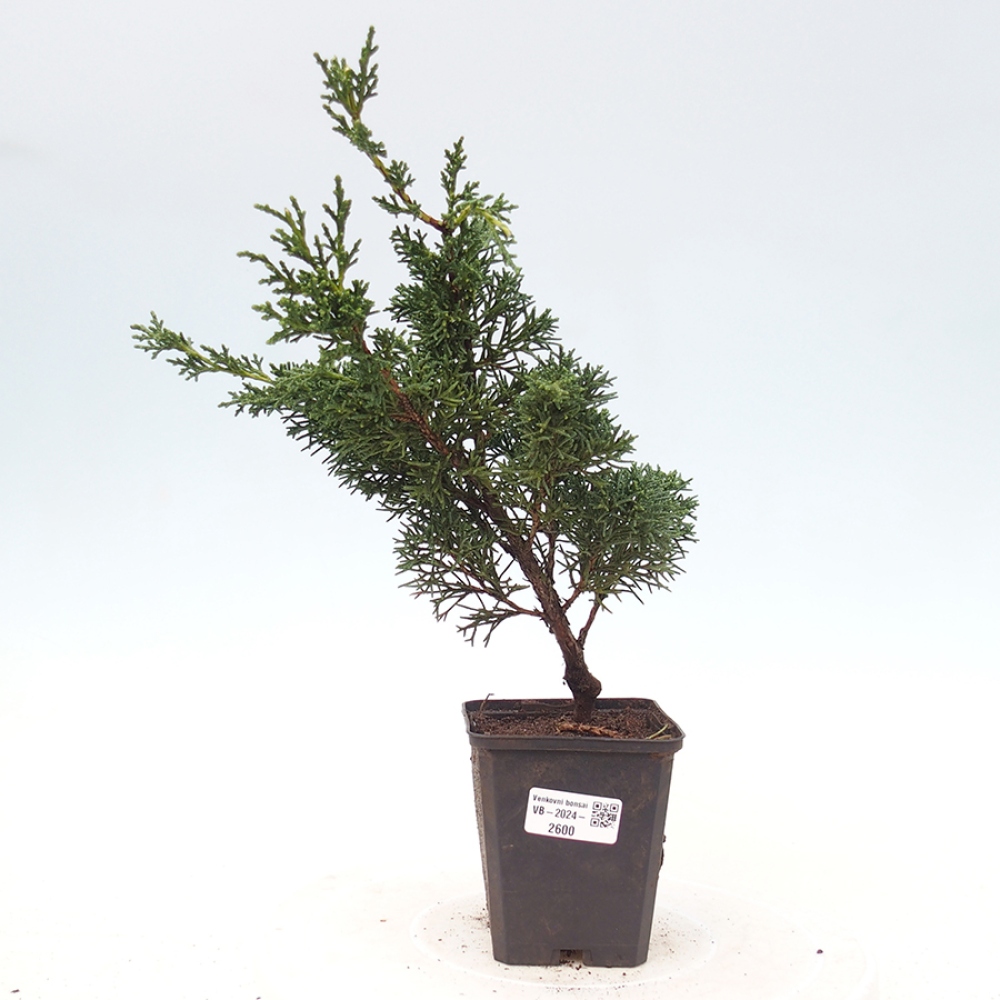 Vonkajšie bonsai - Juniperus chinensis Kishu -Jalovec čínsky