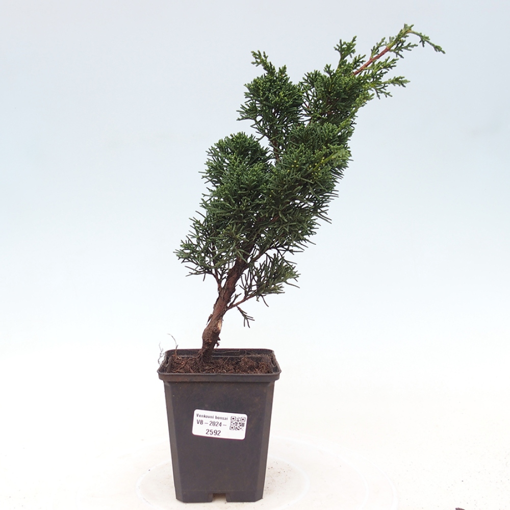 Vonkajšie bonsai - Juniperus chinensis Kishu -Jalovec čínsky