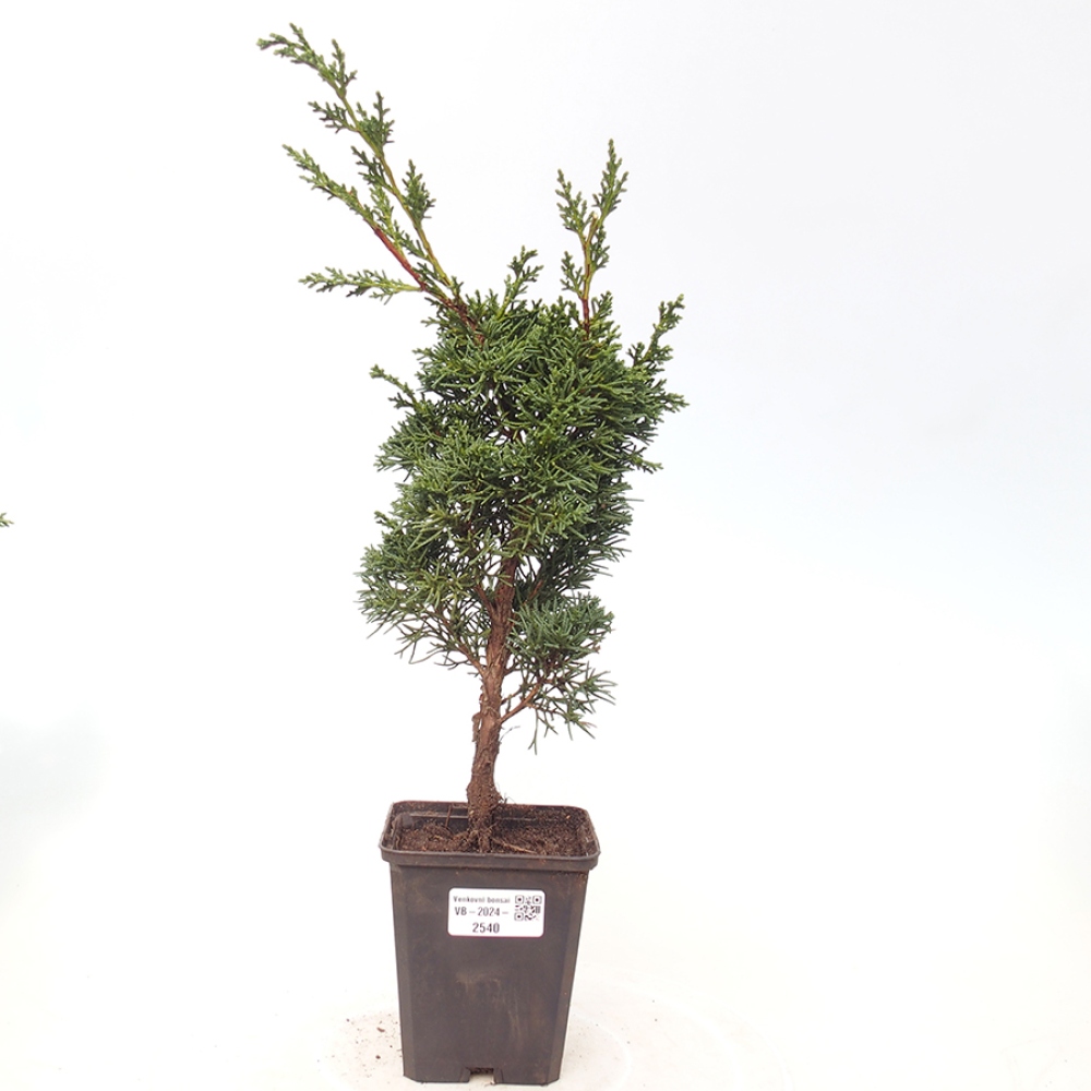 Vonkajšie bonsai - Juniperus chinensis Kishu -Jalovec čínsky