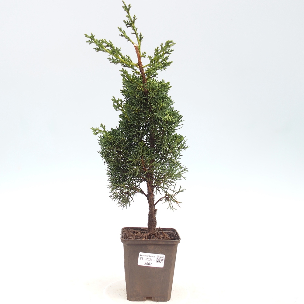 Vonkajšie bonsai - Juniperus chinensis Kishu -Jalovec čínsky