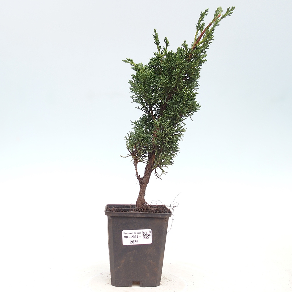 Vonkajšie bonsai - Juniperus chinensis Kishu -Jalovec čínsky