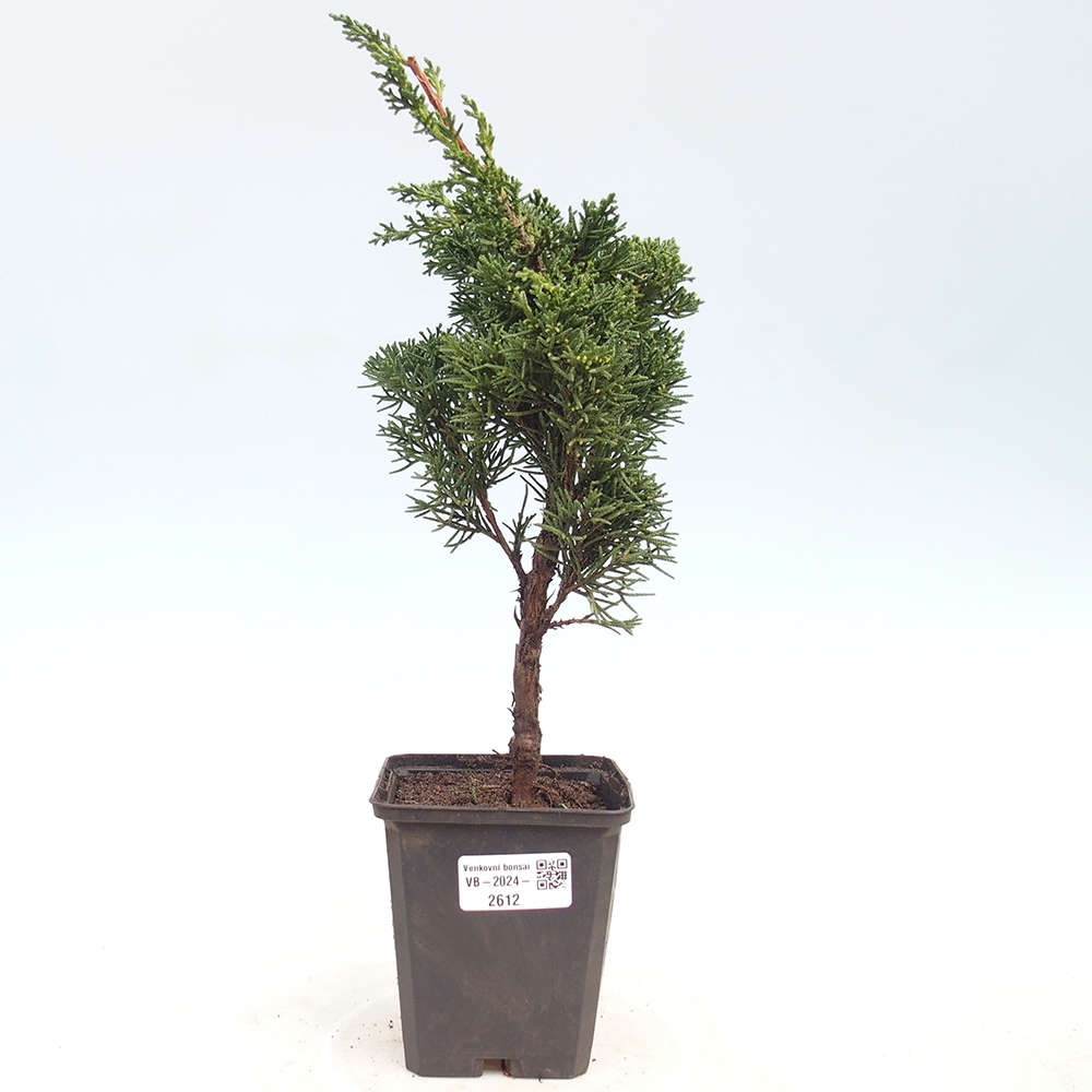 Vonkajšie bonsai - Juniperus chinensis Kishu -Jalovec čínsky