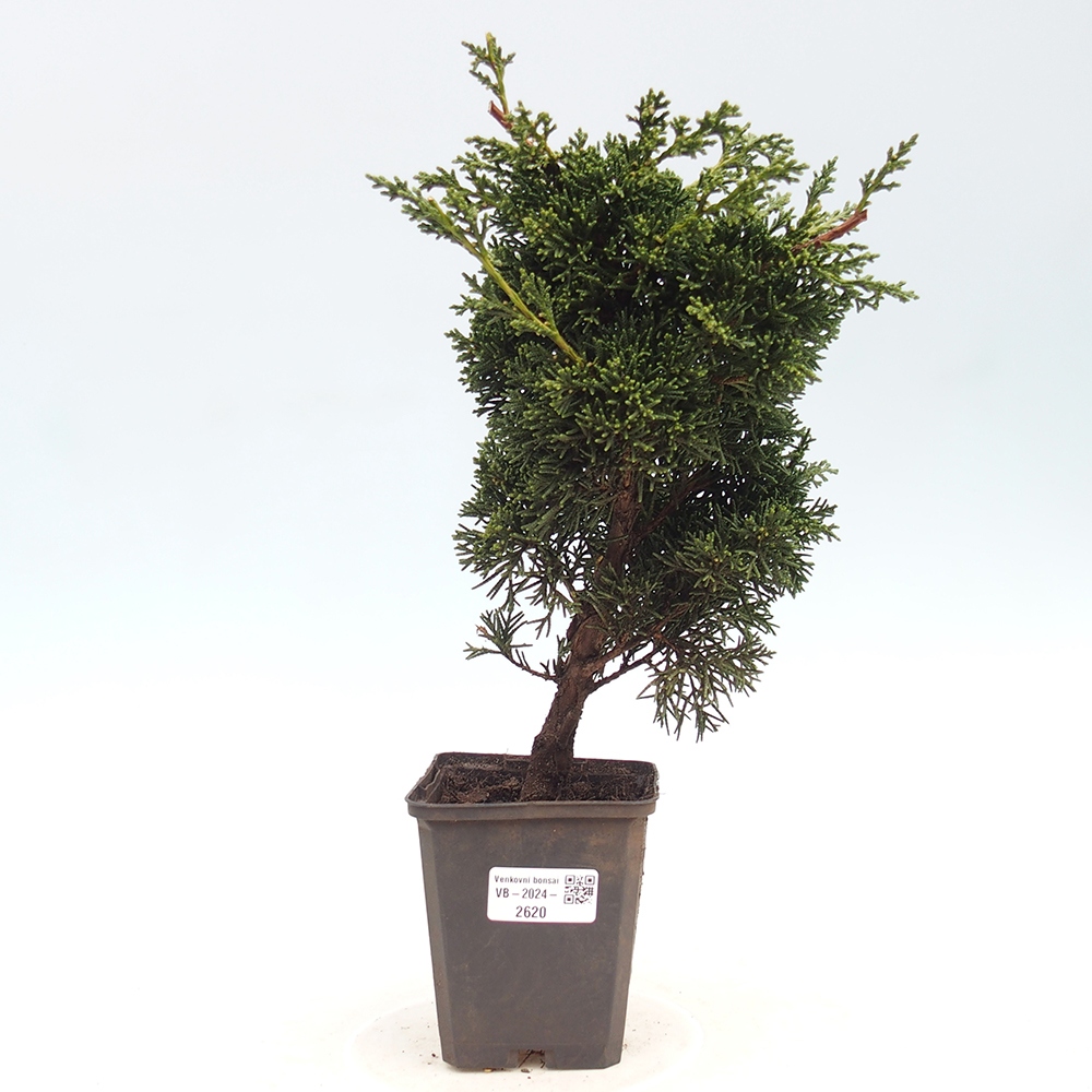 Vonkajšie bonsai - Juniperus chinensis Kishu -Jalovec čínsky