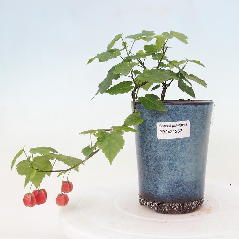 Izbová bonsai - Abutilon Big Bell - Mračniak poříční