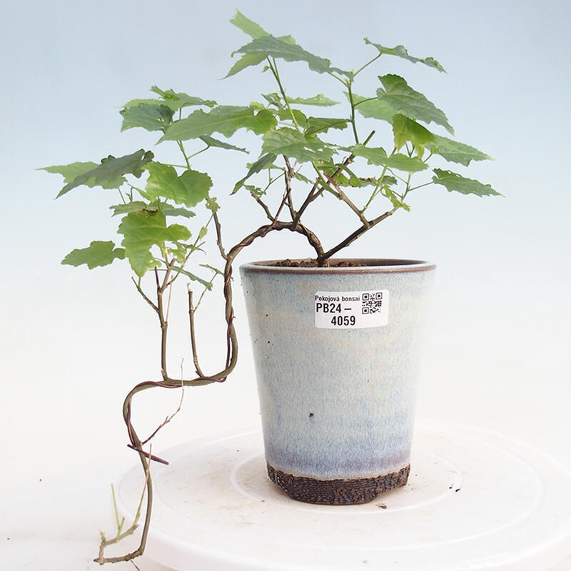 Izbová bonsai - Abutilon Big Bell - Mračniak poříční