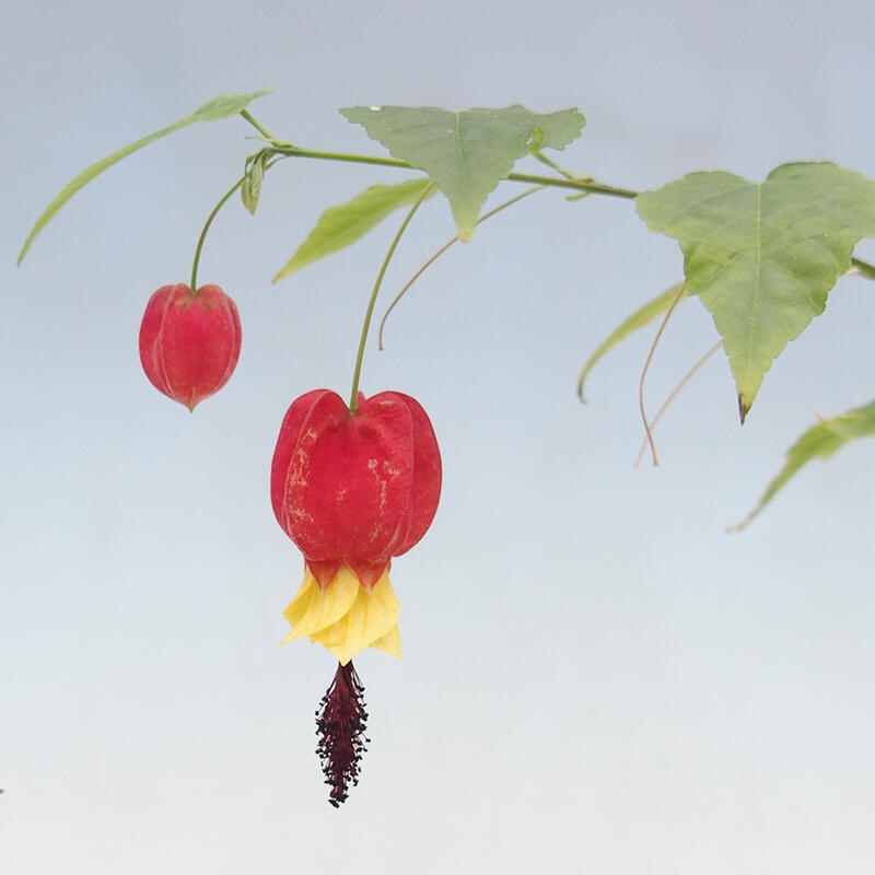 Izbová bonsai - Abutilon Big Bell - Mračniak poříční