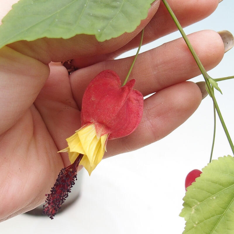 Izbová bonsai - Abutilon Big Bell - Mračniak poříční