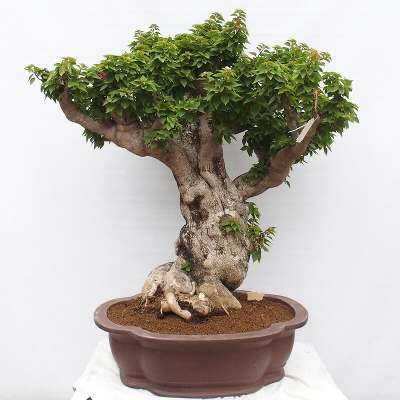 Izbová bonsai - Bouganwilea