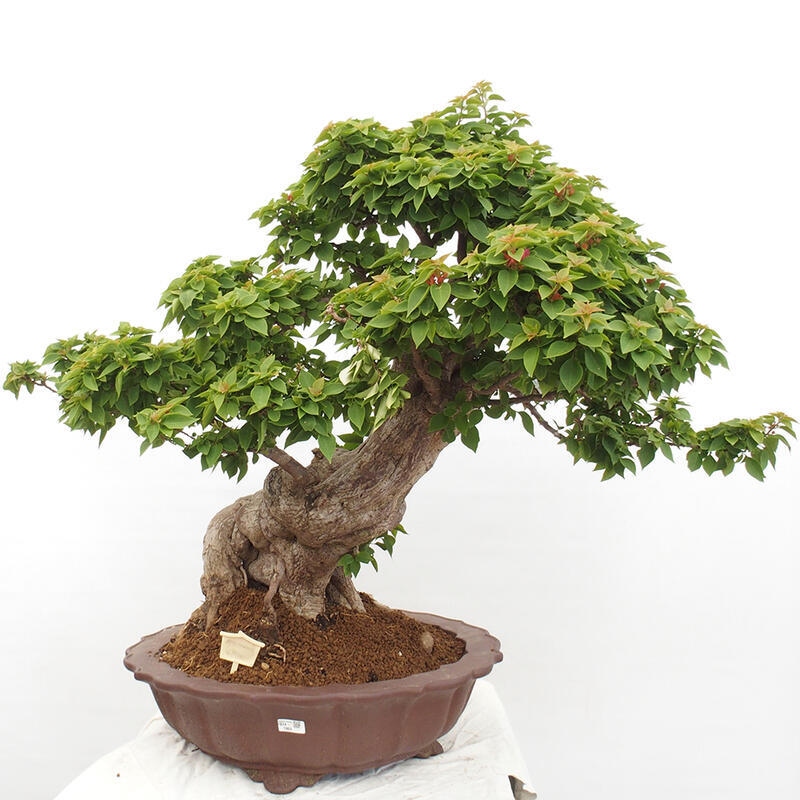 Izbová bonsai - Bouganwilea