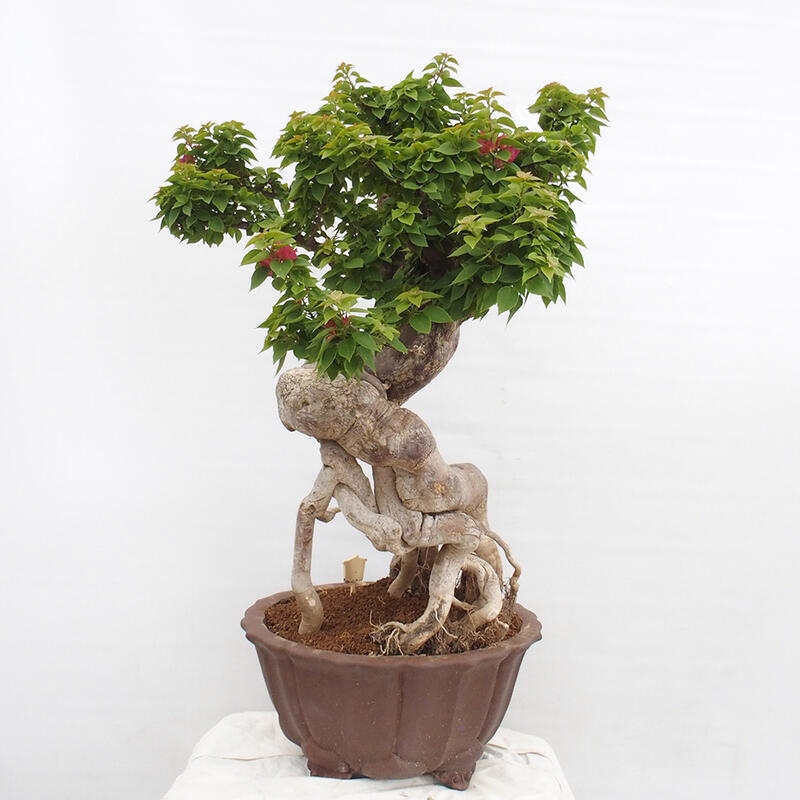 Izbová bonsai - Bouganwilea