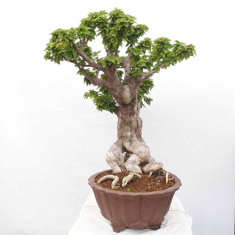 Izbová bonsai - Bouganwilea