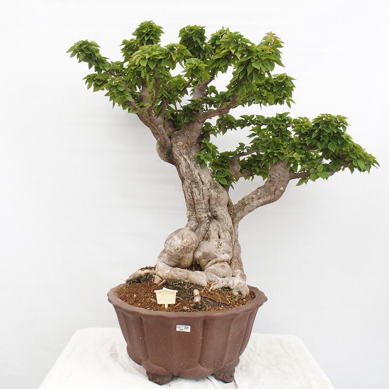 Izbová bonsai - Bouganwilea