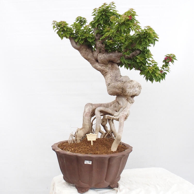 Izbová bonsai - Bouganwilea