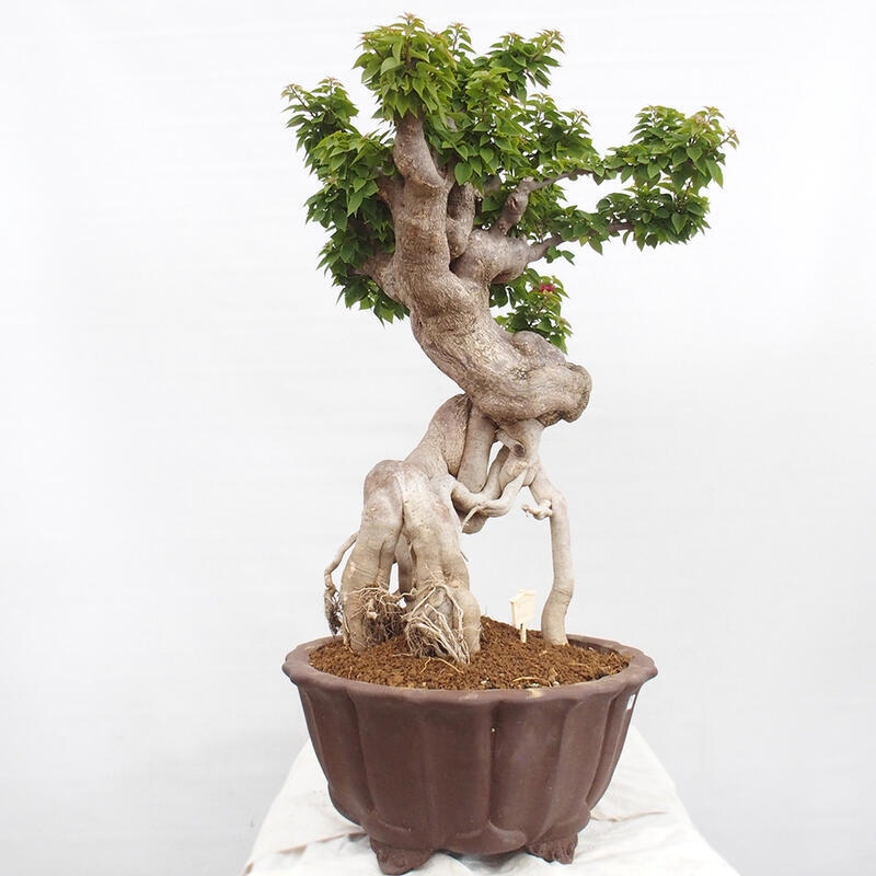 Izbová bonsai - Bouganwilea