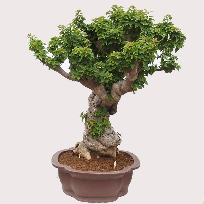 Izbová bonsai - Bouganwilea