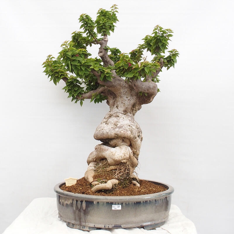 Izbová bonsai - Bouganwilea