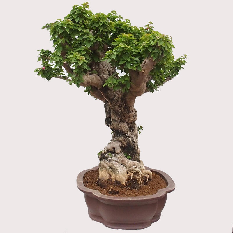 Izbová bonsai - Bouganwilea