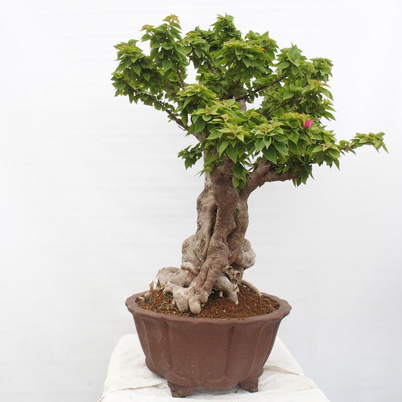 Izbová bonsai - Bouganwilea