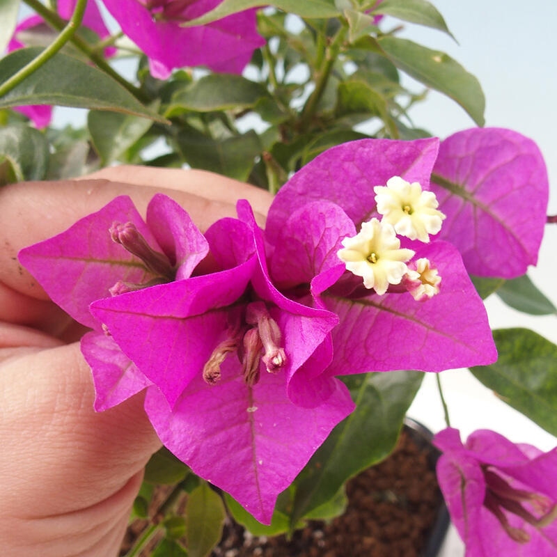 Izbová bonsai - Bouganwilea