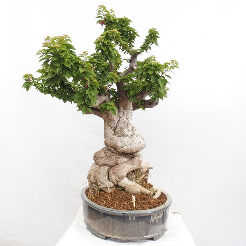 Izbová bonsai - Bouganwilea