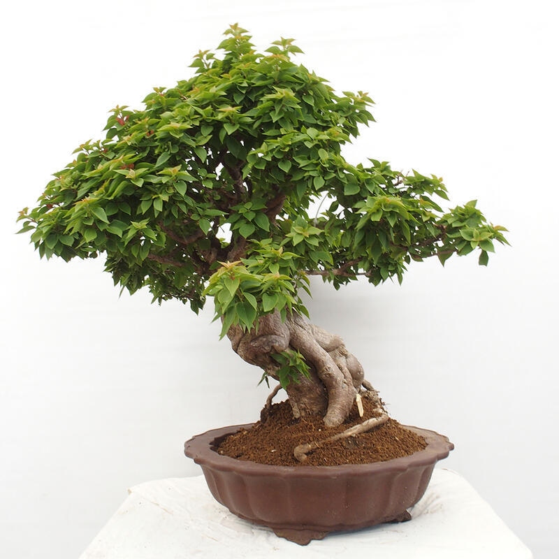 Izbová bonsai - Bouganwilea