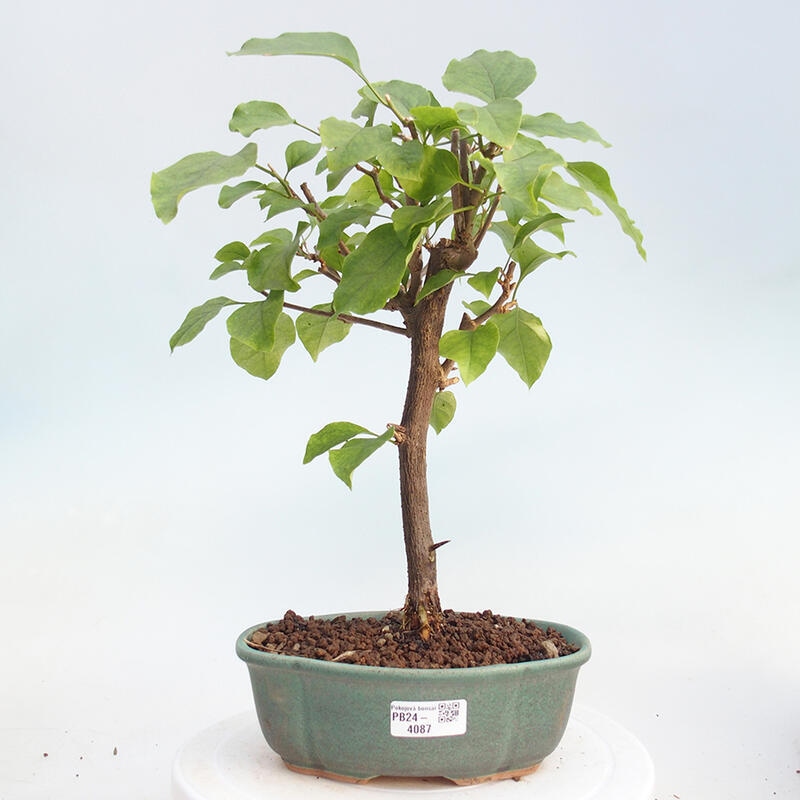 Izbová bonsai - Bouganwilea