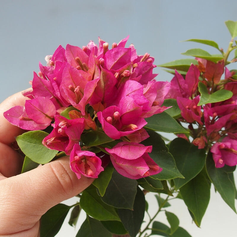 Izbová bonsai - Bouganwilea