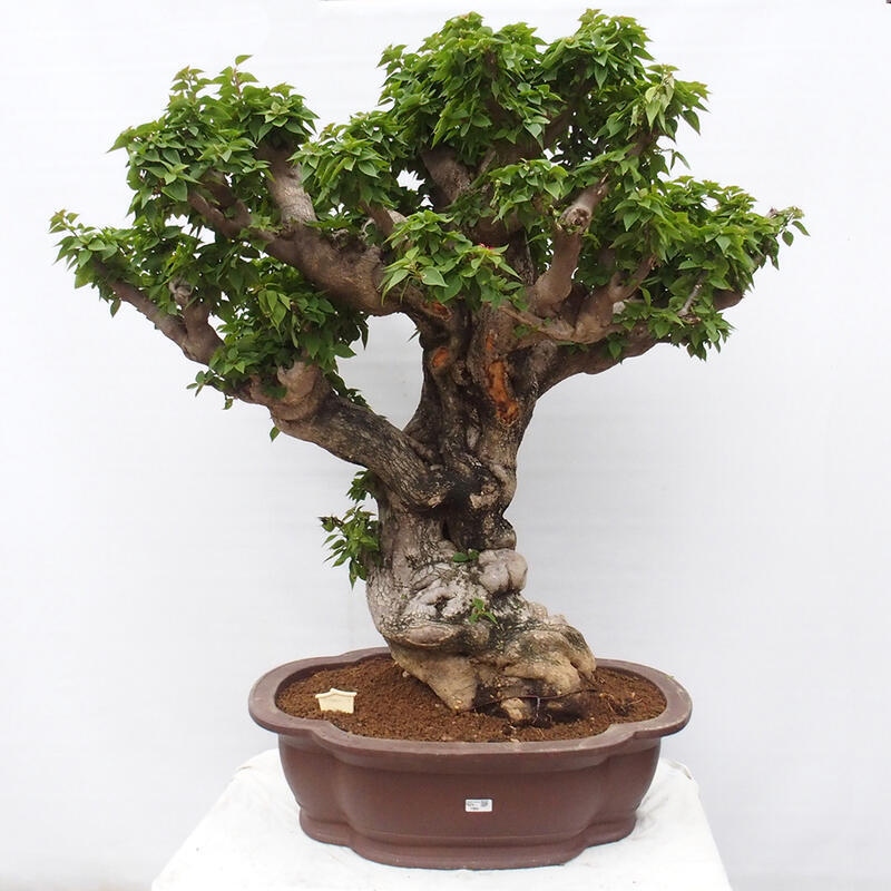 Izbová bonsai - Bouganwilea