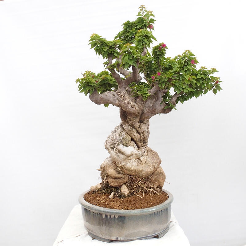 Izbová bonsai - Bouganwilea