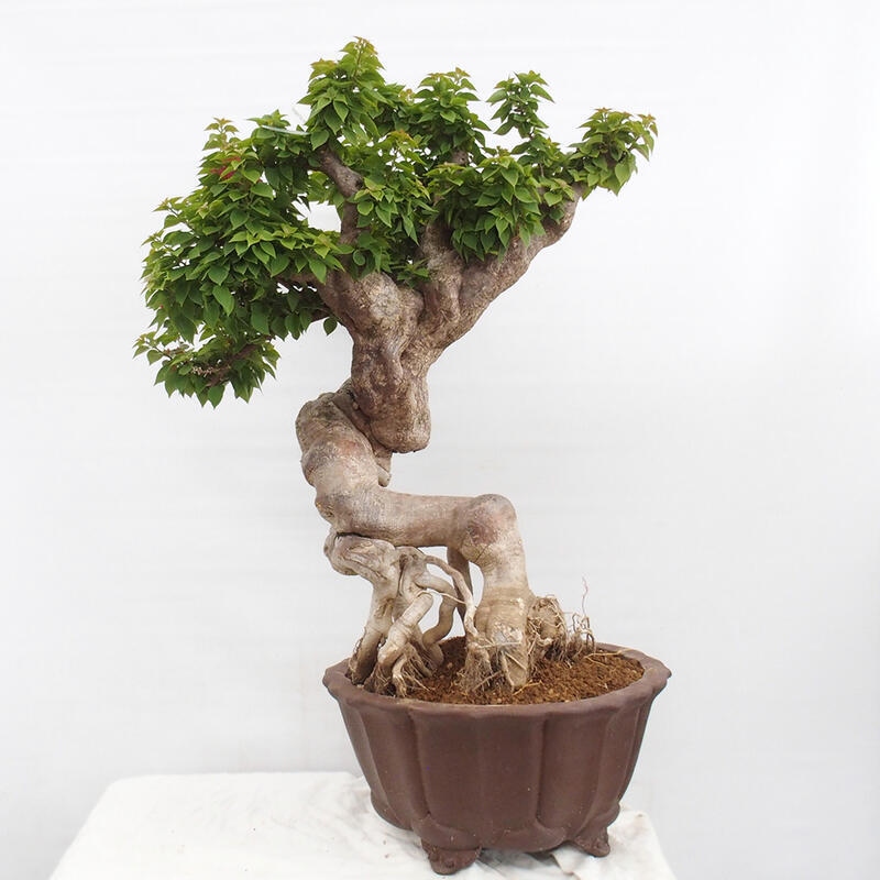 Izbová bonsai - Bouganwilea