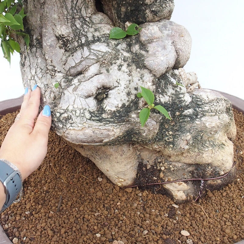 Izbová bonsai - Bouganwilea