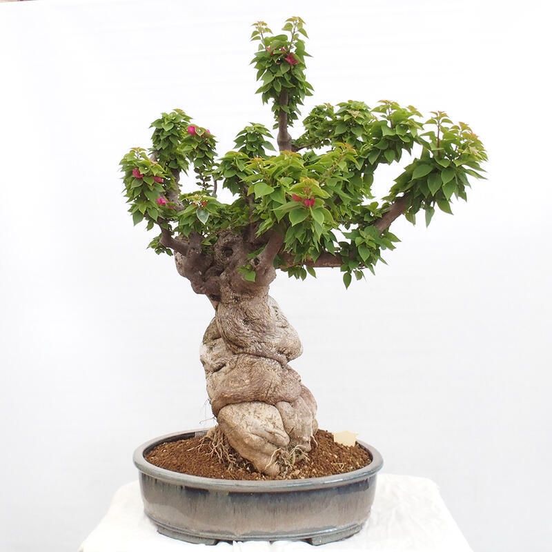 Izbová bonsai - Bouganwilea