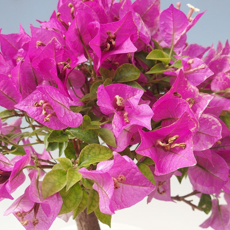 Izbová bonsai - Bouganwilea